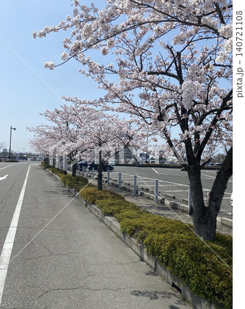 青空の下に広がる満開の桜並木を捉えた春の風景写真です。 青空の下に広がる満開の桜並木を捉えた春の風景写真です。 140721108