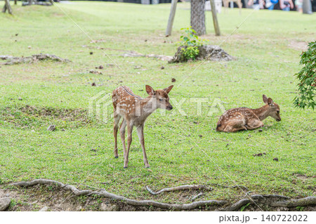 奈良公園の子鹿 140722022