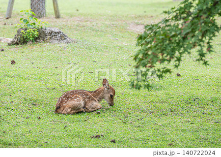 緑地にすわり寛ぐ子鹿　奈良公園 140722024