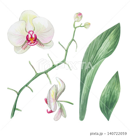 Watercolor white orchid set: branch, green leaves and flower. 140722059