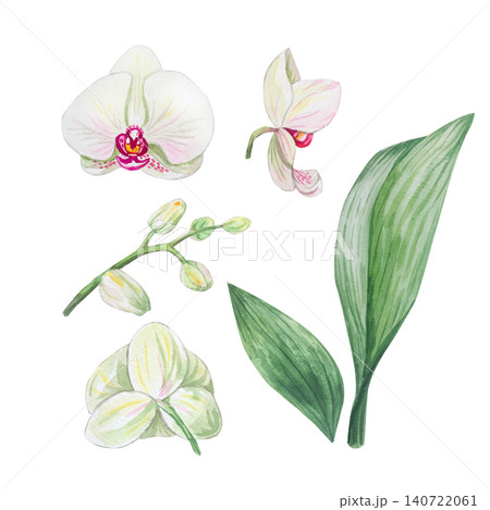 Watercolor botanical set of phalaenopsis orchid Watercolor botanical set of phalaenopsis orchid 140722061