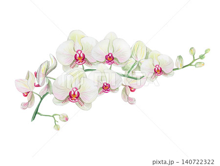 Watercolor white orchid branch with beautiful flowers and buds. Hand drawn botanical illustration isolated on transparent background Watercolor white orchid branch with beautiful flowers and buds. Hand drawn botanical illustration isolated on transparent background 140722322