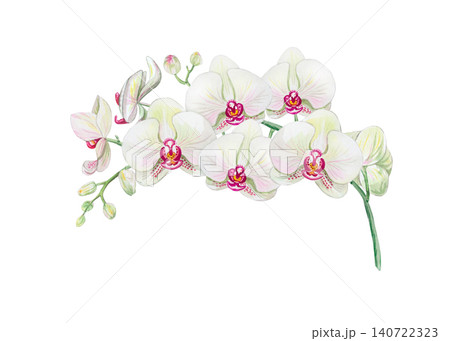 Beautiful watercolor white orchid branch with and elegant buds. Hand drawn botanical illustration isolated on transparent background. Beautiful watercolor white orchid branch with and elegant buds. Hand drawn botanical illustration isolated on transparent background. 140722323