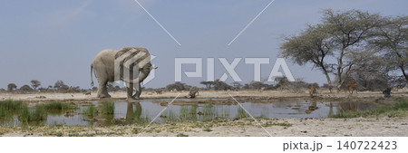 Bull African Elephant at a waterhole in Namibia 140722423