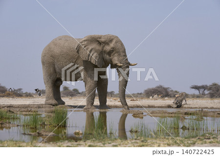Bull African Elephant at a waterhole in Namibia 140722425