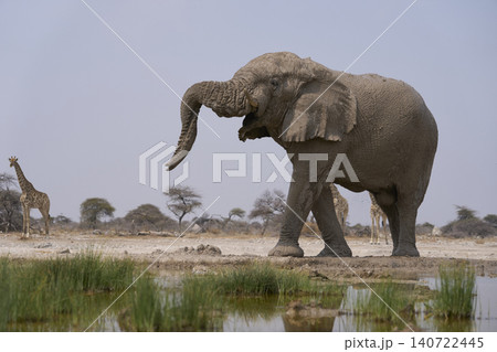 Bull African Elephant at a waterhole in Namibia 140722445