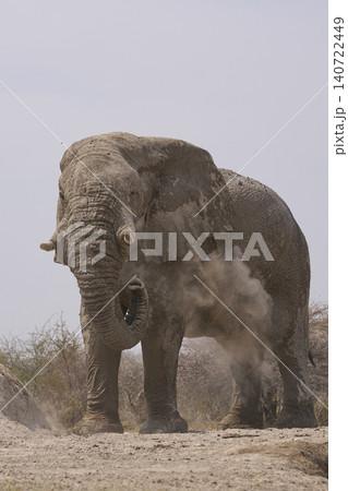 Bull African Elephant at a waterhole in Namibia Bull African Elephant at a waterhole in Namibia 140722449