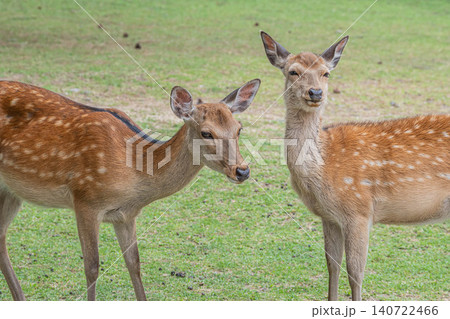 仲良しの鹿 奈良公園 仲良しの鹿 奈良公園 140722466