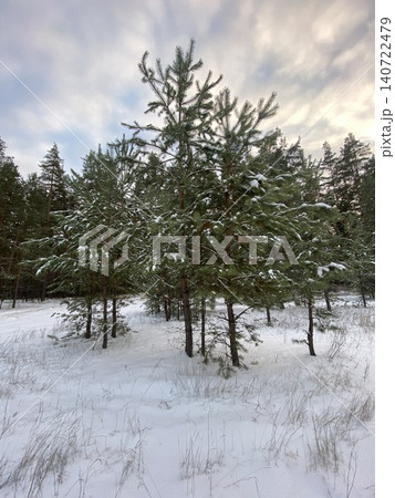 Snow-covered pine trees in winter forest landscape 140722479