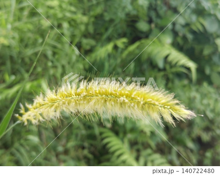 Beautiful Rhynchostylis retusa or Foxtail orchid blooming in the garden 140722480
