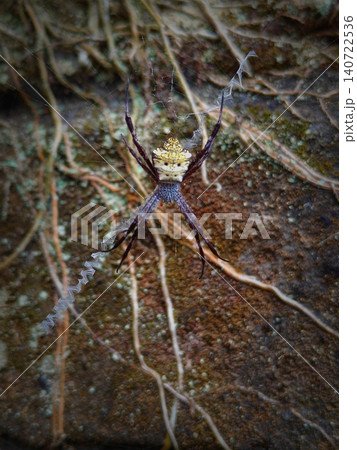 The spider in this image is the species Argiope appensa, commonly known as the Hawaiian garden spider. The spider in this image is the species Argiope appensa, commonly known as the Hawaiian garden spider. 140722536