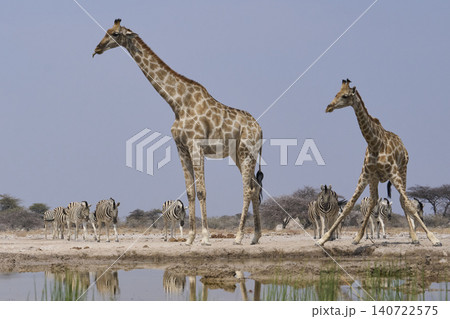 Giraffe drinking at a waterhole in Namibia Giraffe drinking at a waterhole in Namibia 140722575