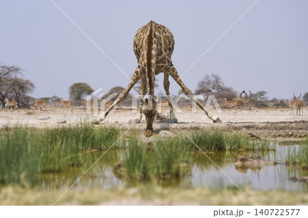 Giraffe drinking at a waterhole in Namibia Giraffe drinking at a waterhole in Namibia 140722577