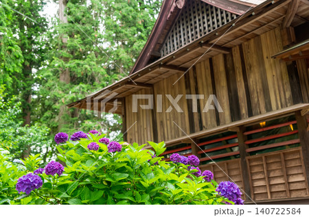 栃木県芳賀町 芳賀天満宮の紫陽花 栃木県芳賀町 芳賀天満宮の紫陽花 140722584