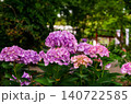 栃木県芳賀町　芳賀天満宮の紫陽花 140722585