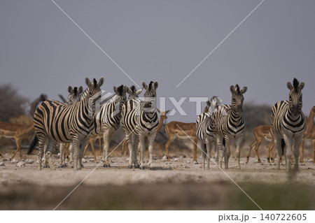 Group of Plains Zebra drinking at a waterhole 140722605