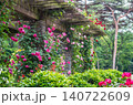 栃木県真岡市　井頭公園のバラ園 140722609