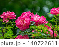 栃木県真岡市　井頭公園のバラ園 140722611
