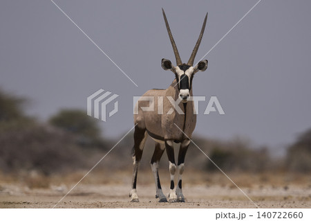 Gemsbok at a waterhole Gemsbok at a waterhole 140722660