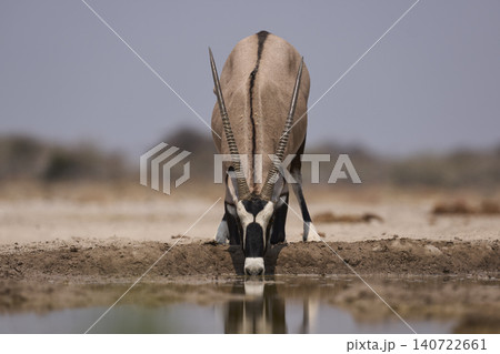 Gemsbok at a waterhole 140722661
