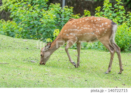 奈良公園の鹿 奈良公園の鹿 140722715