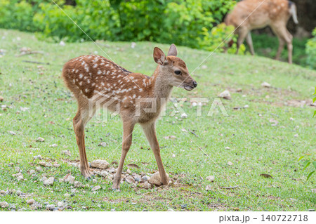 子鹿 奈良公園 子鹿 奈良公園 140722718
