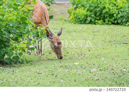 草を食む鹿 奈良公園 草を食む鹿 奈良公園 140722720