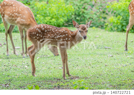 子鹿　奈良公園 140722721