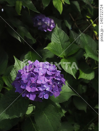 木漏れ日の中の紫陽花(源内山の紫色のアジサイの花) 木漏れ日の中の紫陽花(源内山の紫色のアジサイの花) 140722724