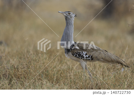 Kori Bustard in Etosha National Park 140722730