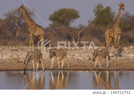 Wildlife drinking at a waterhole Wildlife drinking at a waterhole 140722752