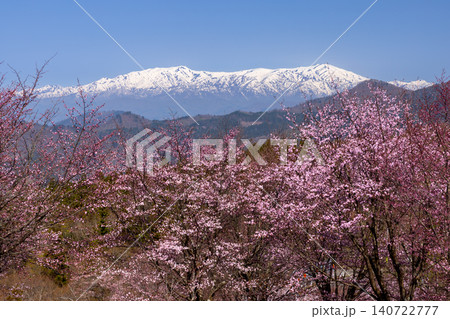 福島県耶麻郡北塩原村大塩 裏磐梯の斜面一面を覆う桜峠の満開のオオヤマザクラと残雪の飯豊連峰の景色 福島県耶麻郡北塩原村大塩 裏磐梯の斜面一面を覆う桜峠の満開のオオヤマザクラと残雪の飯豊連峰の景色 140722777