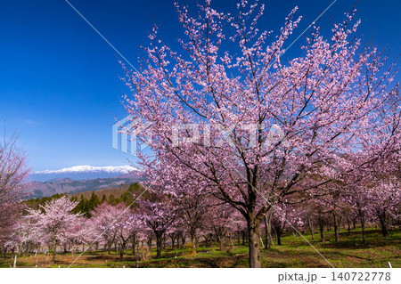 福島県耶麻郡北塩原村大塩 裏磐梯の斜面一面を覆う桜峠の満開のオオヤマザクラと残雪の飯豊連峰の景色 福島県耶麻郡北塩原村大塩 裏磐梯の斜面一面を覆う桜峠の満開のオオヤマザクラと残雪の飯豊連峰の景色 140722778