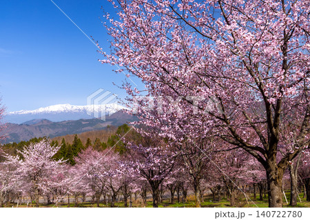 福島県耶麻郡北塩原村大塩 裏磐梯の斜面一面を覆う桜峠の満開のオオヤマザクラと残雪の飯豊連峰の景色 福島県耶麻郡北塩原村大塩 裏磐梯の斜面一面を覆う桜峠の満開のオオヤマザクラと残雪の飯豊連峰の景色 140722780