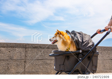 ペットカートに乗った柴犬 ペットカートに乗った柴犬 140722809