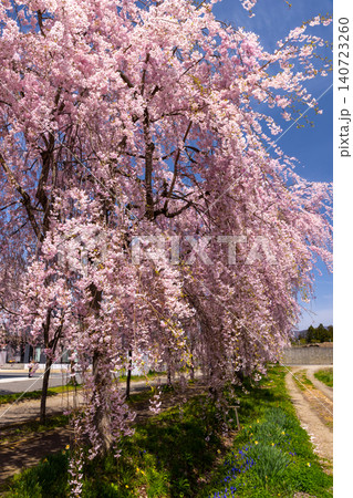 福島県喜多方市押切東 日中線しだれ桜並木 満開のベニシダレザクラ 福島県喜多方市押切東 日中線しだれ桜並木 満開のベニシダレザクラ 140723260