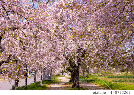 福島県喜多方市押切東 日中線しだれ桜並木 満開のベニシダレザクラ 福島県喜多方市押切東 日中線しだれ桜並木 満開のベニシダレザクラ 140723262