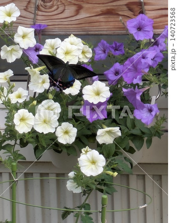 ペチュニアの花とカラスアゲハ ペチュニアの花とカラスアゲハ 140723568