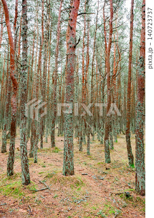 tall pines in a coniferous forest tall pines in a coniferous forest 140723737