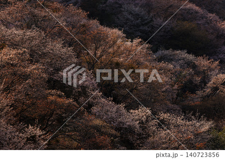 桜が満開の季節の吉野山上千本 桜が満開の季節の吉野山上千本 140723856
