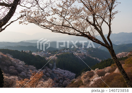 桜が満開の季節の吉野山上千本 桜が満開の季節の吉野山上千本 140723858