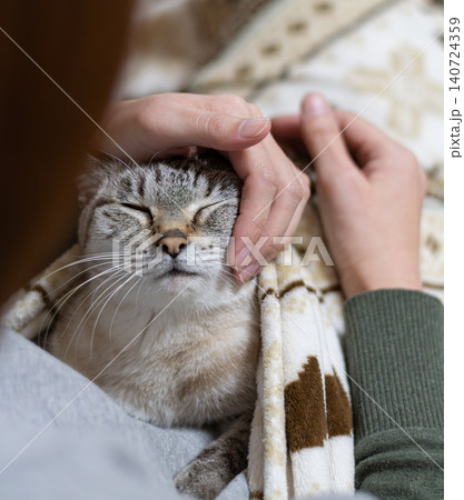 可愛い猫に触れる飼い主 140724359