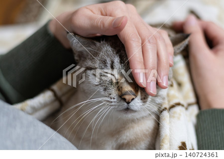 可愛い猫に触れる飼い主 可愛い猫に触れる飼い主 140724361