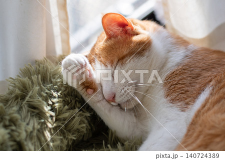 毛繕いをする猫 茶トラ白 毛繕いをする猫 茶トラ白 140724389