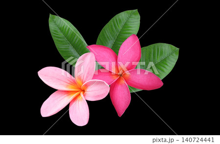 Beautiful dark and light pink plumeria blossoms blooming gracefully   on  back  background. 140724441
