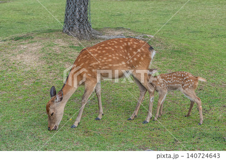 乳をねだる子鹿 奈良公園 乳をねだる子鹿 奈良公園 140724643