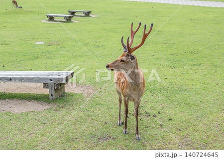 奈良公園の鹿 140724645