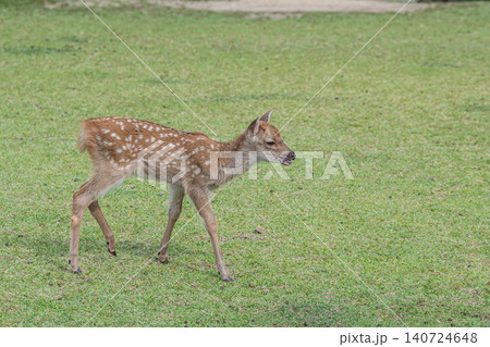 奈良公園の子鹿 奈良公園の子鹿 140724648