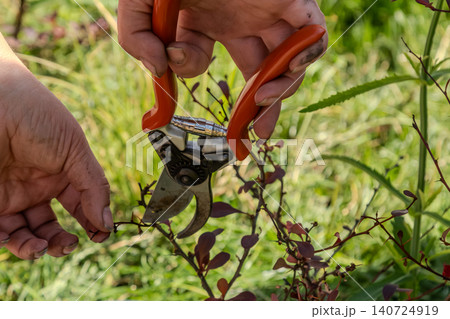 Gardener using pruning shears to trim branches in a lush green garden during bright daylight Gardener using pruning shears to trim branches in a lush green garden during bright daylight 140724919