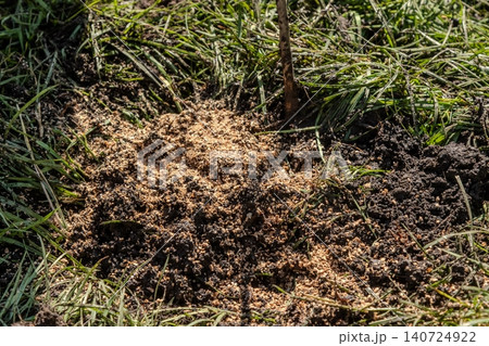 Ants building a mound in a garden during warm afternoon hours showcasing their teamwork and activity in a natural setting Ants building a mound in a garden during warm afternoon hours showcasing their teamwork and activity in a natural setting 140724922